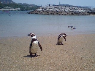 「P.N.柴桜」さんからの投稿写真＠長崎ペンギン水族館