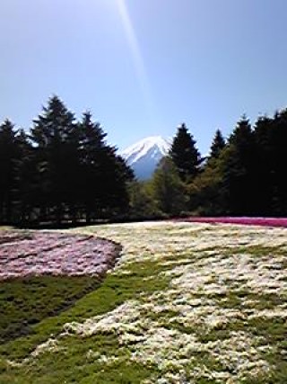 富士芝桜祭り