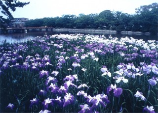 桑名城跡九華公園の写真