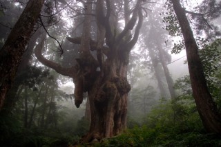 岩倉の乳房杉の写真