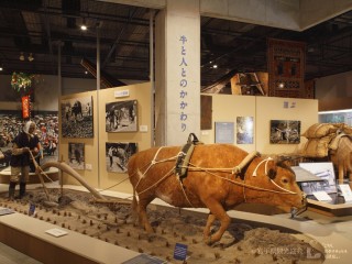 牛の博物館の写真