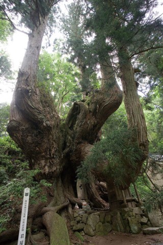 岩屋の大杉の写真