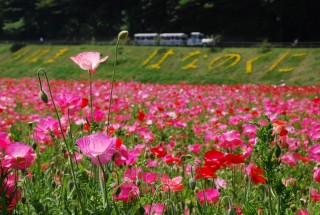 横須賀くりはま花の国