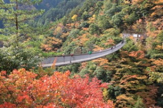 梅の木轟の吊り橋の写真