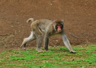 高宕山自然動物園の写真