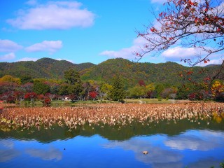 大沢池の写真
