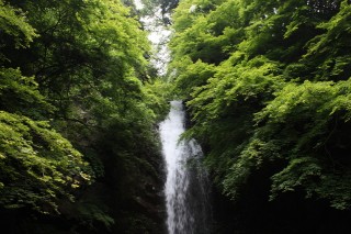 白藤の滝の写真