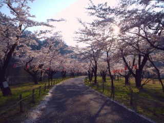 中部電力の桜公園