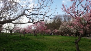 平岡公園梅林の写真