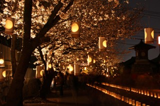 肥後本妙寺の写真