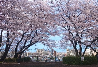 聖蹟桜ヶ丘の写真