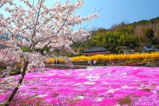 広棚 芝桜祭りの写真