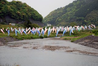 四万十町十川 鯉のぼりの川渡しの写真