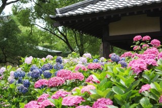 藤森神社の写真