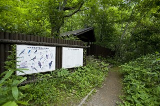 支笏湖野鳥の森の写真