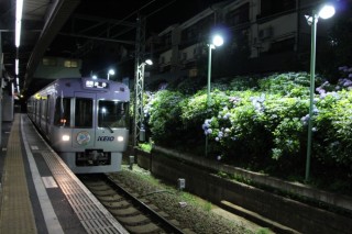 井の頭線 東松原駅アジサイライトアップの写真