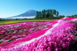 三島さんの芝ざくら庭園の写真