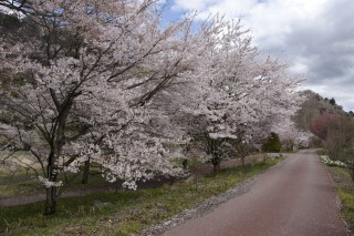 吾妻川自然遊歩道（新巻遊歩道）の写真