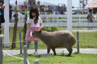 長井海の手公園ソレイユの丘「ふれあい動物村」の写真
