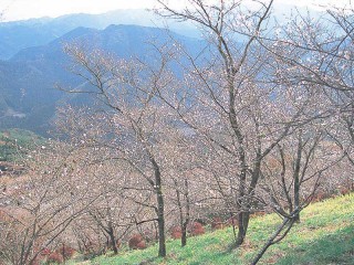 桜山公園（鬼石の冬桜）の写真