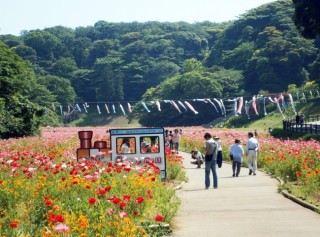 横須賀市くりはま花の国で約100万本の開花リレー コスモス園オープン 開催 旅の思い出
