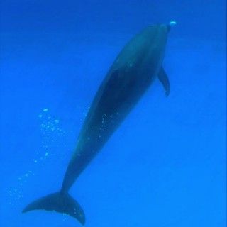 「P.N.ひめほたる」さんからの投稿写真＠名古屋港水族館