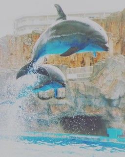 「P.N.ひめほたる」さんからの投稿写真＠名古屋港水族館