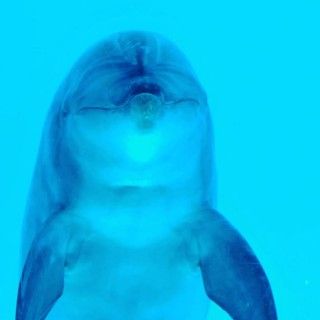 「P.N.ひめほたる」さんからの投稿写真＠名古屋港水族館