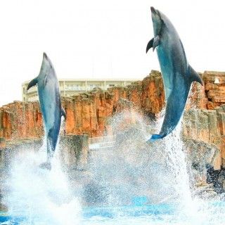 「P.N.ひめほたる」さんからの投稿写真＠名古屋港水族館