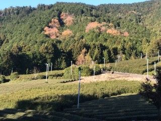 岐阜のマチュピチュ天空の茶畑
