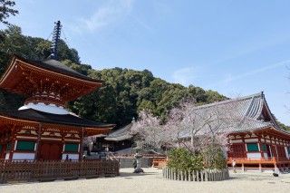 天野山金剛寺の写真