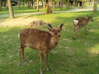 奈良公園の写真