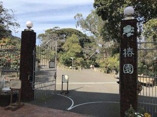 大島公園椿園