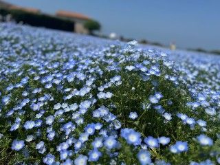 長井海の手公園ソレイユの丘