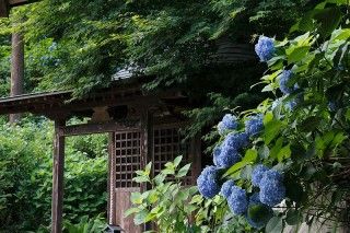 高林寺（あじさい寺）