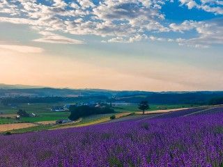 富良野