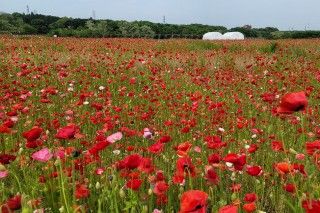 千年の苑ラベンダー園