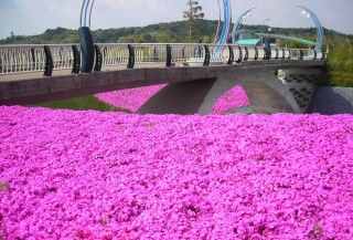 岡崎中央総合公園