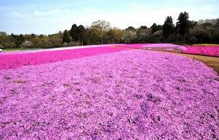 富田さとにわ耕園