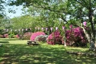 雲井岬つつじ公園の写真