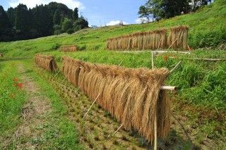 大山千枚田