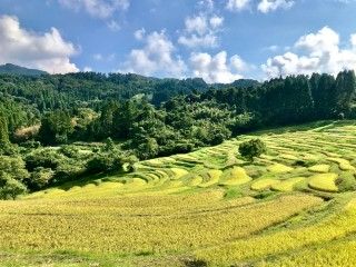 大山千枚田