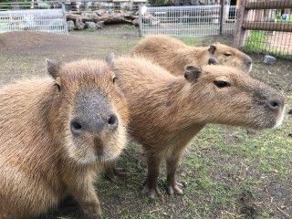 アロハガーデンたてやま