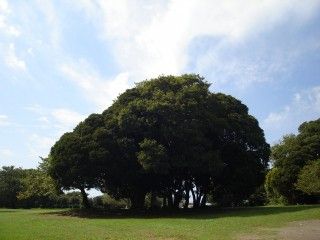 大房岬自然の家