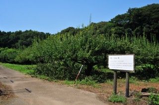 坂田城跡の写真