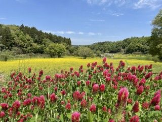 市原みつばち牧場