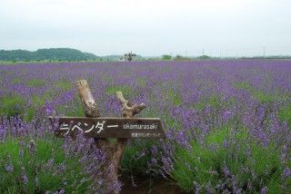 佐倉ラベンダーランドの写真