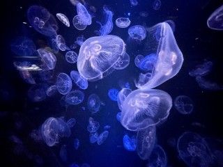 久慈地下水族科学館もぐらんぴあの写真