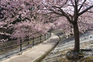 21世紀の森公園（福島）の写真