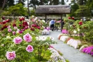 須賀川牡丹園の写真